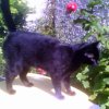 2007-09-14 Chatte sur une poubelle brulante_l.jpg
